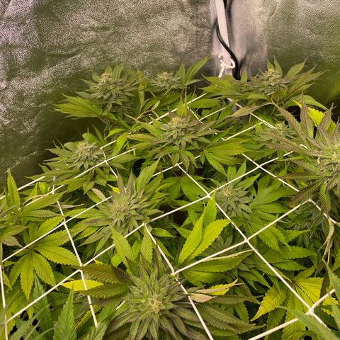 OG Kush growlog timeline photo