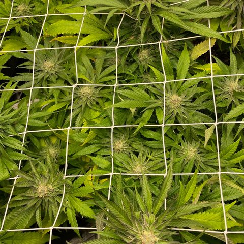 Gorilla Glue growlog timeline photo
