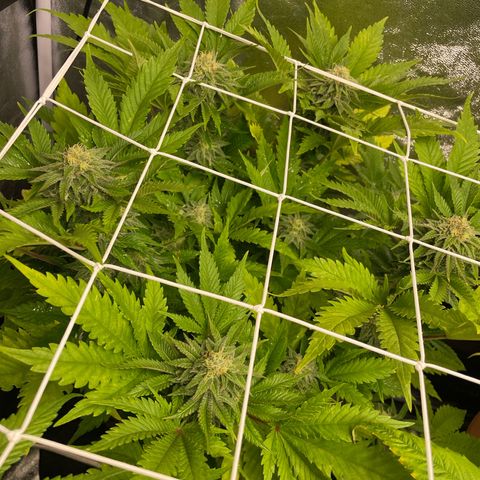 Moby dick (coco) growlog timeline photo