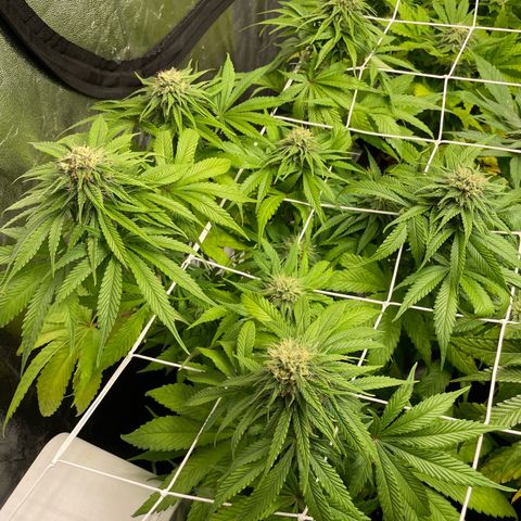 Watermelon runtz growlog timeline photo