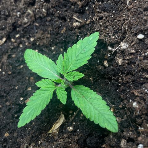 OG Kush growlog timeline photo