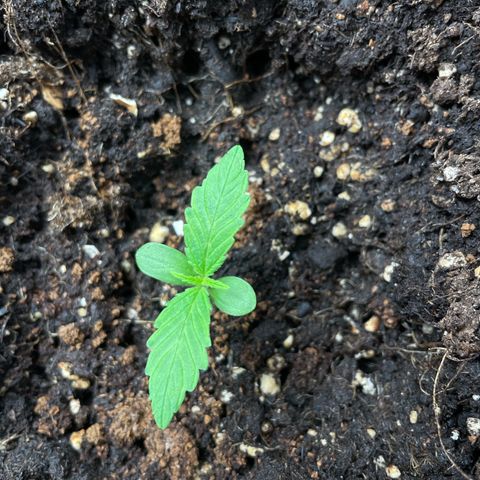 Orange Sherbet Auto growlog timeline photo