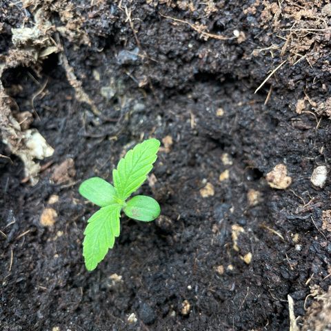 Orange Sherbet Auto growlog timeline photo