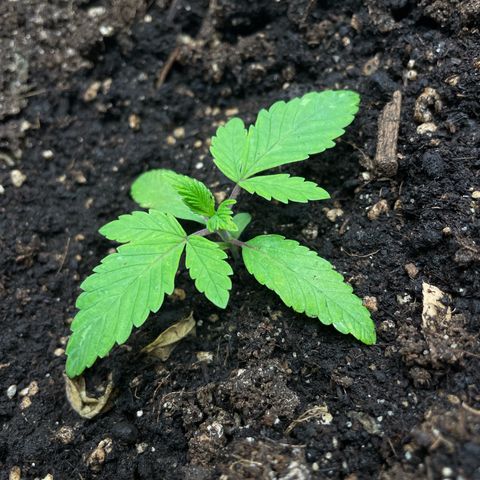 OG Kush growlog timeline photo