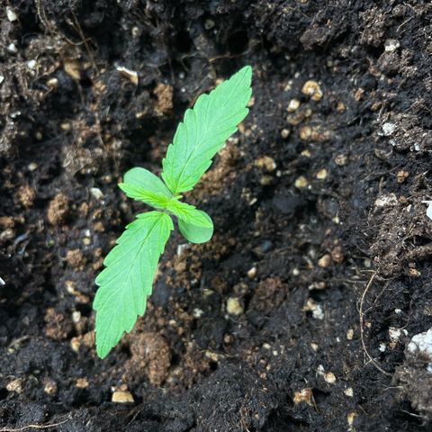 Orange Sherbet Auto growlog timeline photo