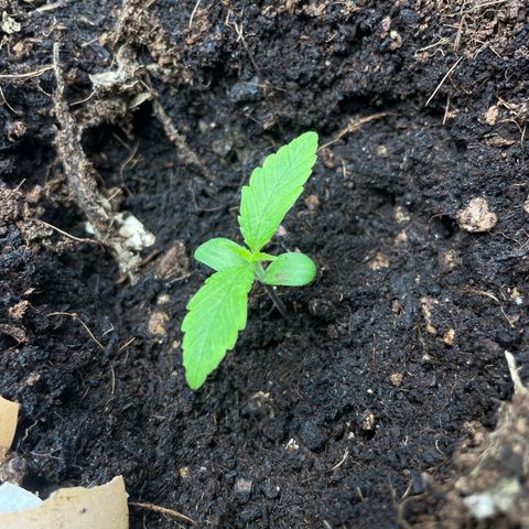 Orange Sherbet Auto growlog timeline photo