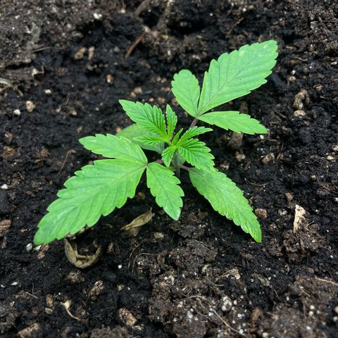 OG Kush growlog timeline photo