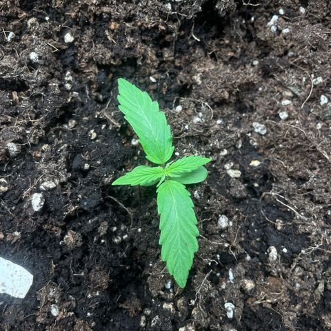 Orange Sherbet Auto growlog timeline photo