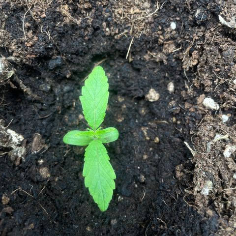 Orange Sherbet Auto growlog timeline photo
