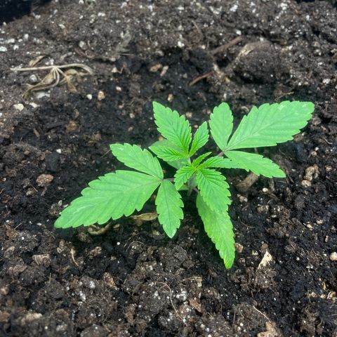 OG Kush growlog timeline photo