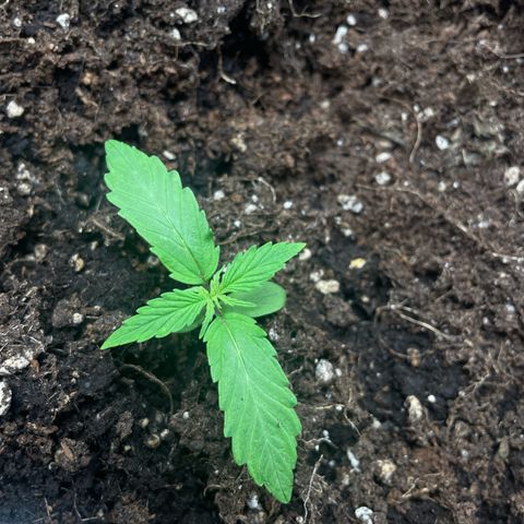 Orange Sherbet Auto growlog timeline photo