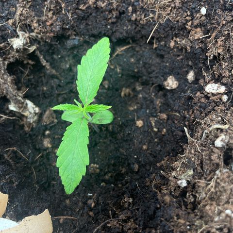Orange Sherbet Auto growlog timeline photo