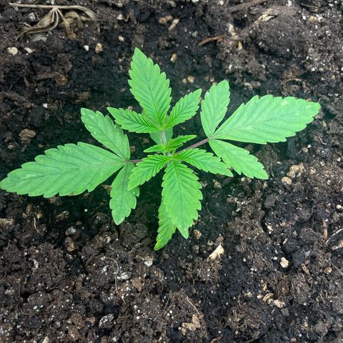 OG Kush growlog timeline photo