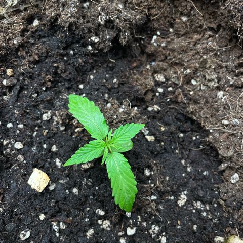 Orange Sherbet Auto growlog timeline photo