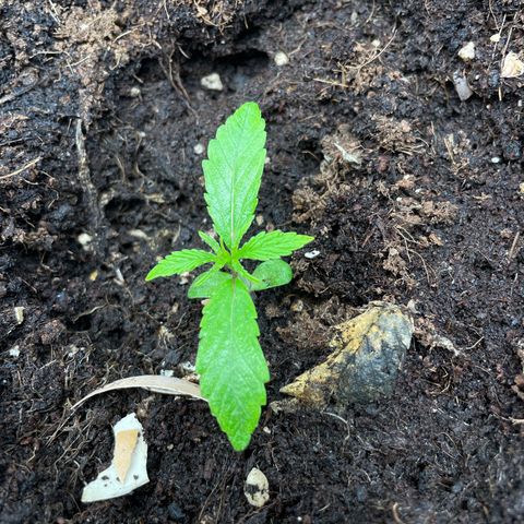 Orange Sherbet Auto growlog timeline photo