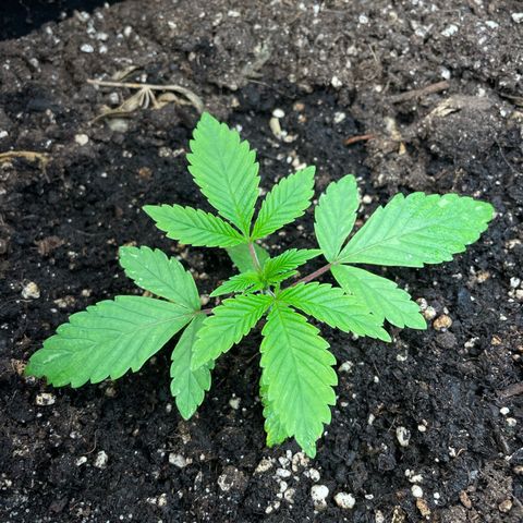 OG Kush growlog timeline photo