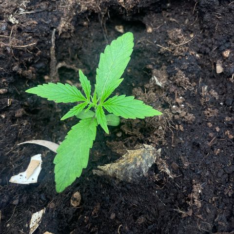 Orange Sherbet Auto growlog timeline photo