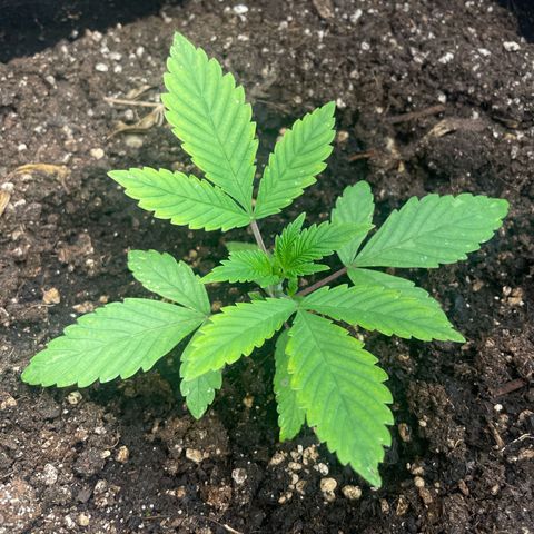 OG Kush growlog timeline photo