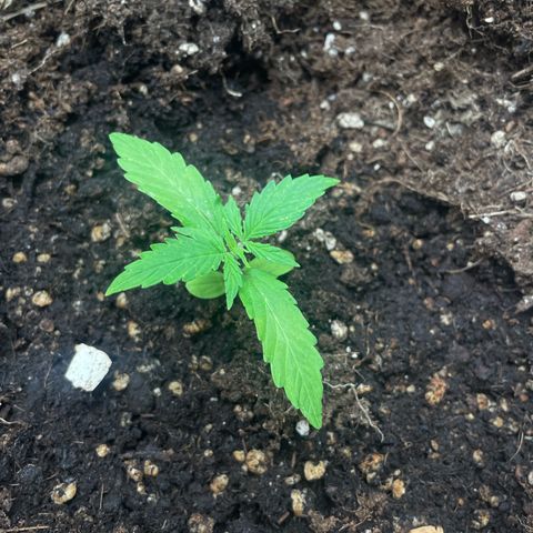 Orange Sherbet Auto growlog timeline photo