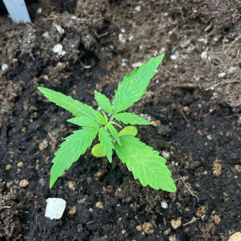 Orange Sherbet Auto growlog timeline photo