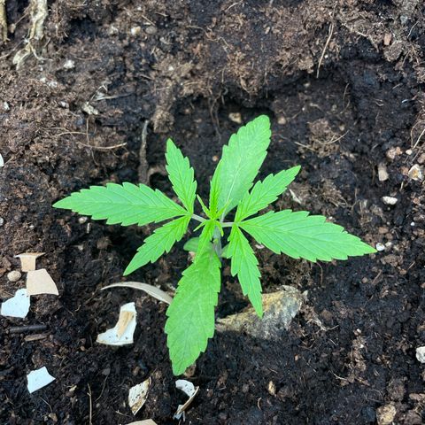 Orange Sherbet Auto growlog timeline photo