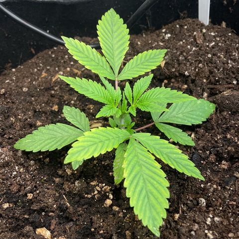 OG Kush growlog timeline photo
