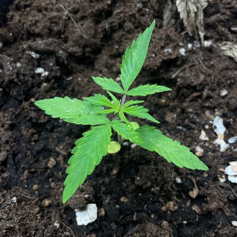 Orange Sherbet Auto growlog timeline photo
