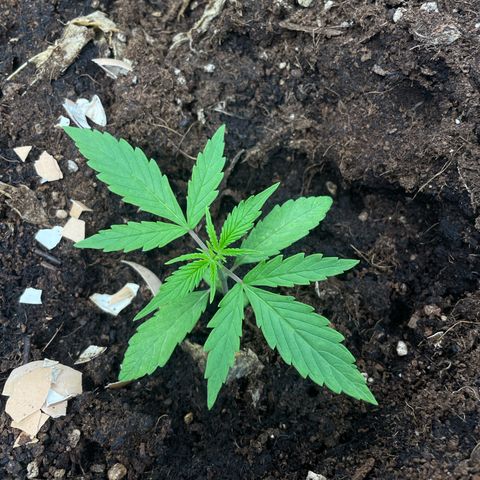 Orange Sherbet Auto growlog timeline photo