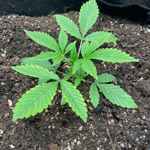 OG Kush growlog timeline photo