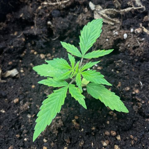 Orange Sherbet Auto growlog timeline photo