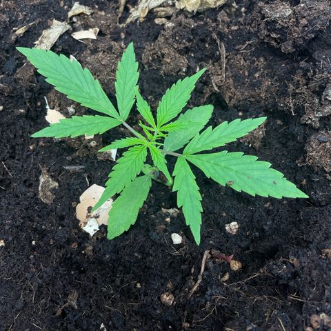 Orange Sherbet Auto growlog timeline photo