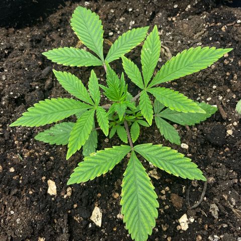 OG Kush growlog timeline photo