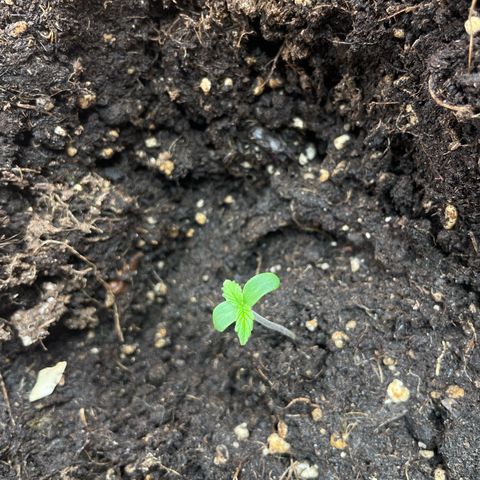 Gorilla Glue Auto growlog timeline photo