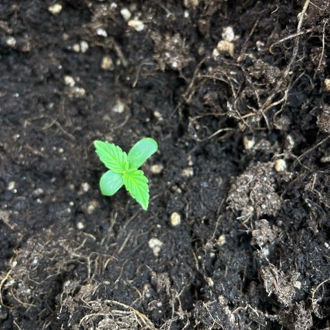 Gorilla Glue Auto growlog timeline photo