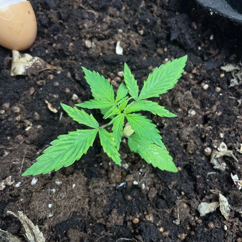 Orange Sherbet Auto growlog timeline photo