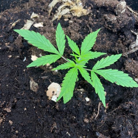Orange Sherbet Auto growlog timeline photo