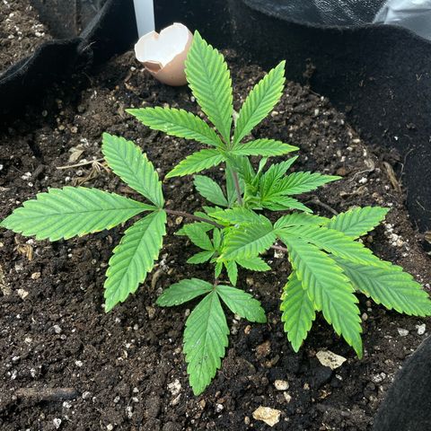 OG Kush growlog timeline photo