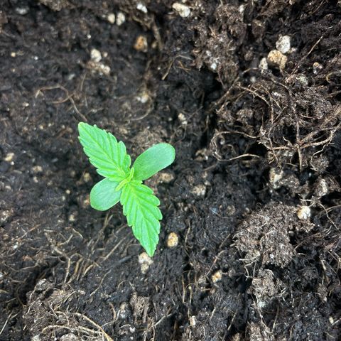 Gorilla Glue Auto growlog timeline photo