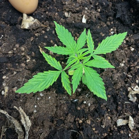 Orange Sherbet Auto growlog timeline photo