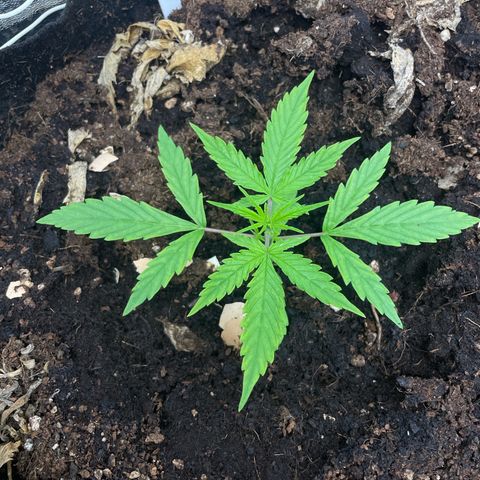 Orange Sherbet Auto growlog timeline photo