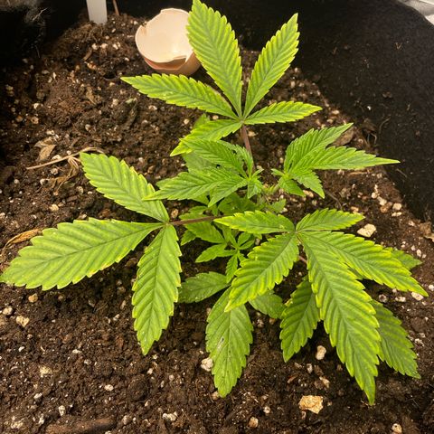 OG Kush growlog timeline photo
