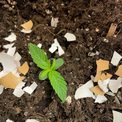 Gorilla Glue Auto growlog timeline photo