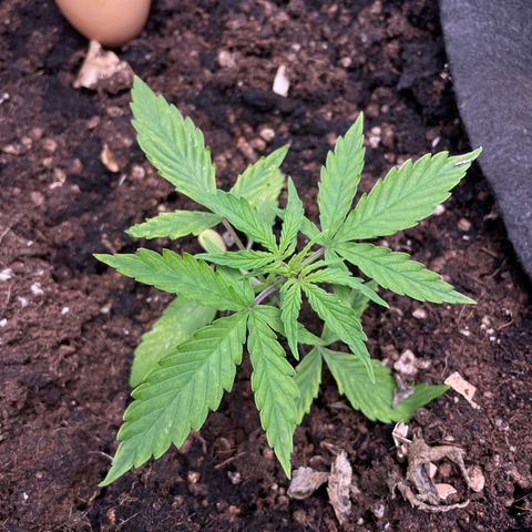 Orange Sherbet Auto growlog timeline photo