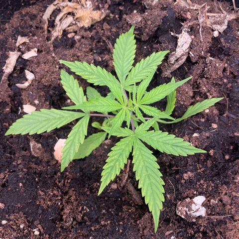 Orange Sherbet Auto growlog timeline photo