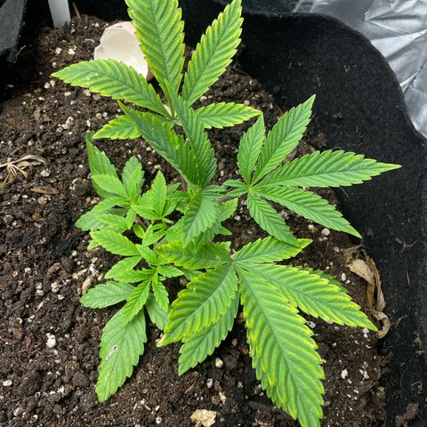 OG Kush growlog timeline photo