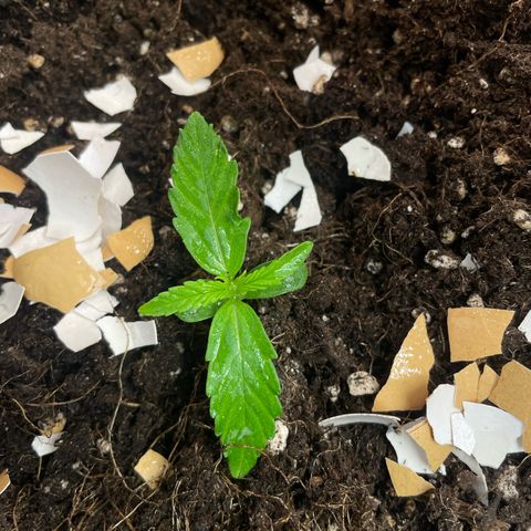 Gorilla Glue Auto growlog timeline photo