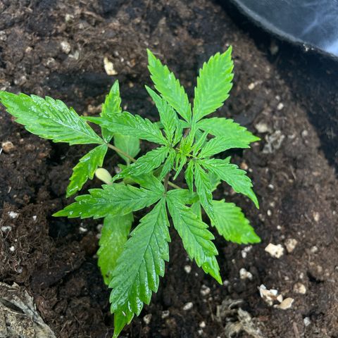 Orange Sherbet Auto growlog timeline photo