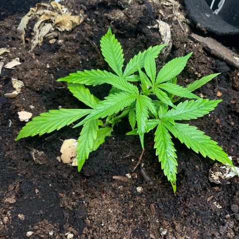 Orange Sherbet Auto growlog timeline photo