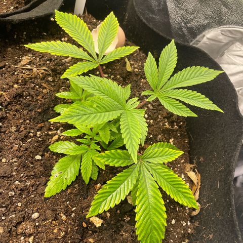 OG Kush growlog timeline photo
