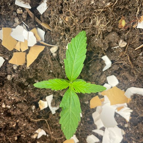 Gorilla Glue Auto growlog timeline photo